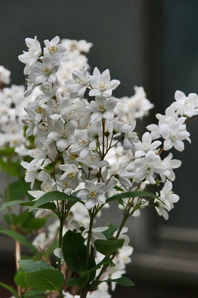 庭の花-015.jpg