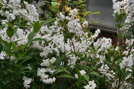 庭の花-016.jpg