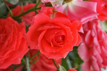 薔薇-021~~.jpg