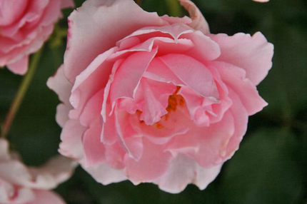 薔薇-033~~.jpg