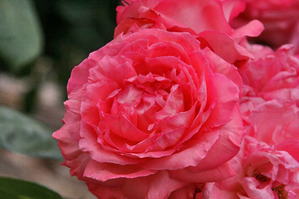 薔薇-043~.jpg