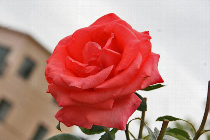 薔薇-063~~.jpg