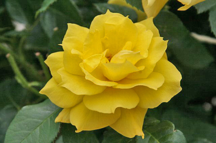 薔薇-072~~.jpg