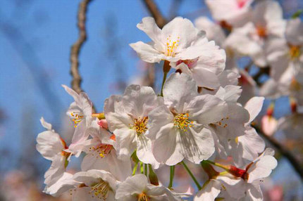 ~~桜.jpg