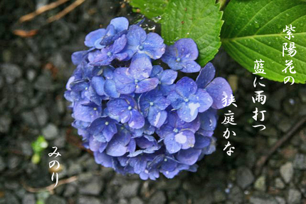 雨に蒸れ紫陽花~~-013.jpg
