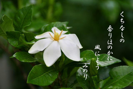 くちなしの花-079.jpg