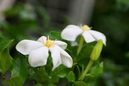 くちなしの花-125.jpg