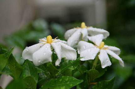 くちなしの花-~~053.jpg