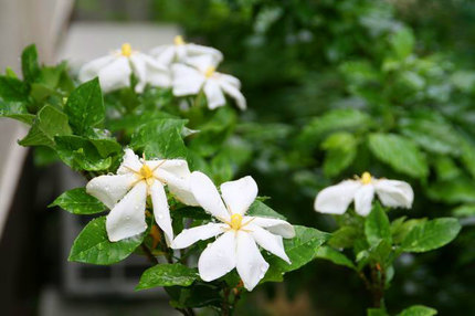 くちなしの花~-061.jpg