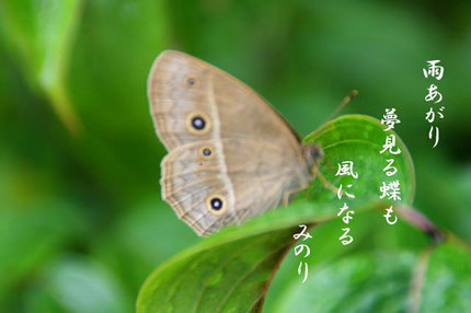 ちょう~163.jpg