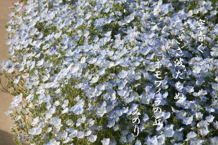ねもひら-076.jpg