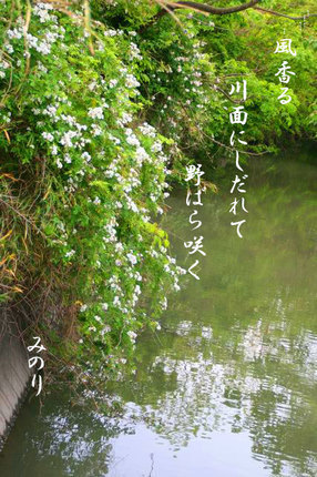のバラ129.jpg