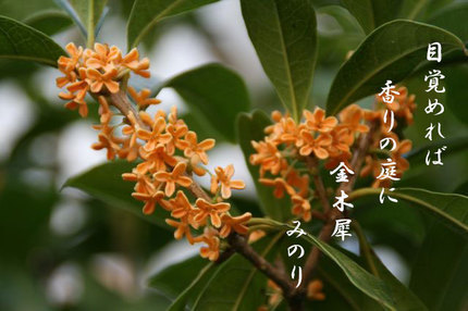 ススキ-117.jpg