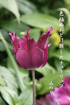 ーチューりップ-017.jpg