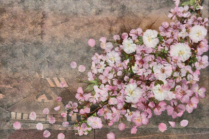 桜 -026~~.jpg