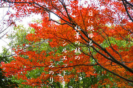 紅葉-~~027~~.jpg