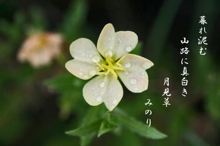 草花-045.jpg