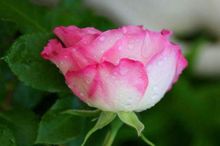 薔薇-~~128.jpg