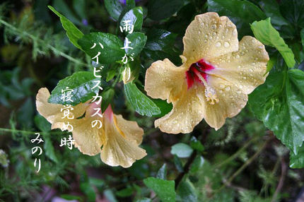 雨雫-016.jpg