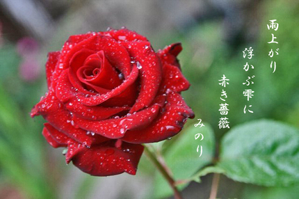 赤い薔薇に雨の雫 Minoriのアートギャラリー