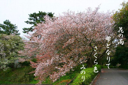 sakura -026.jpg